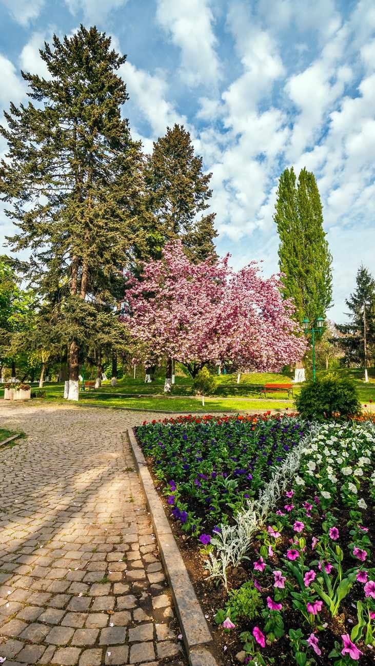 beautiful-springtime-background-pink-sakura-trees-2026-01-09-14-09-20-utc-1